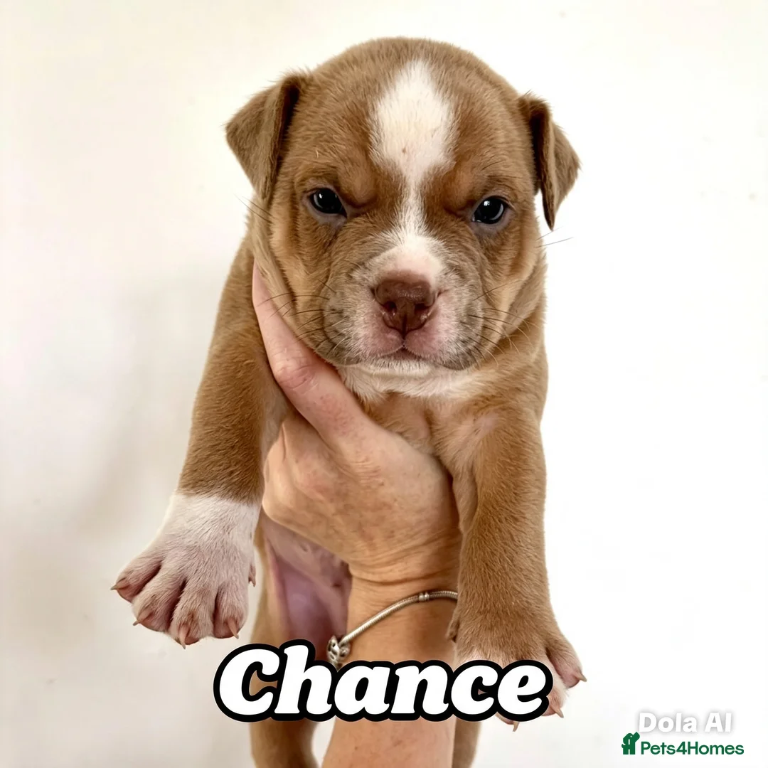 Mixed Breed dogs for sale: Exotic bullies - English bulldog x American bully - Advert 2