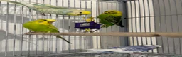 Budgerigars birds for sale: Budgies looking for a loving home  - Advert 2