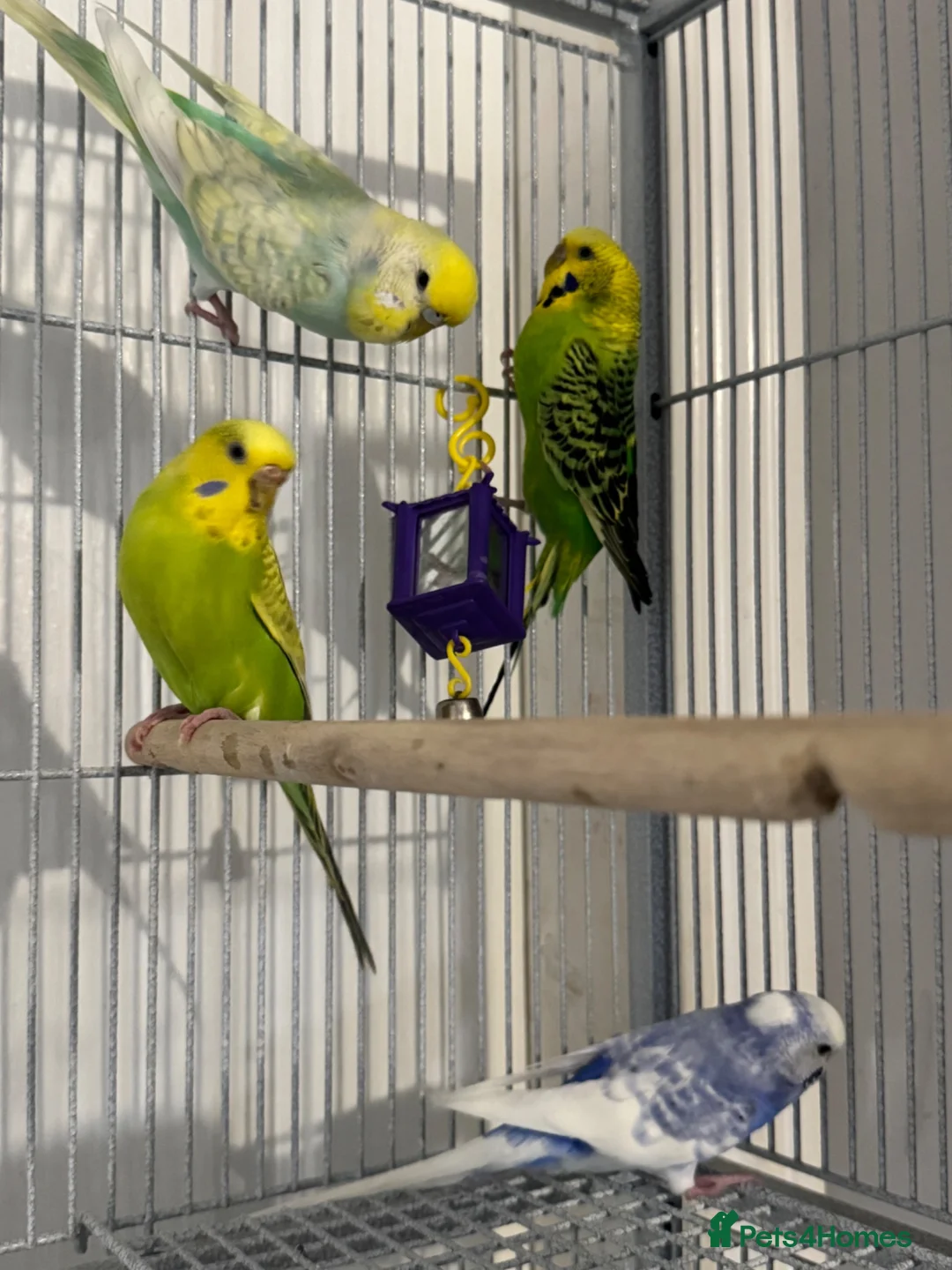 Budgerigars birds for sale: Budgies looking for a loving home  - Advert 2