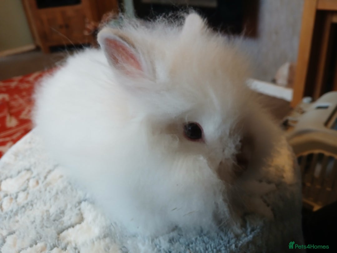 Lionhead rabbits for sale: Stunning DM Lionhead baby rabbits  - Advert 10