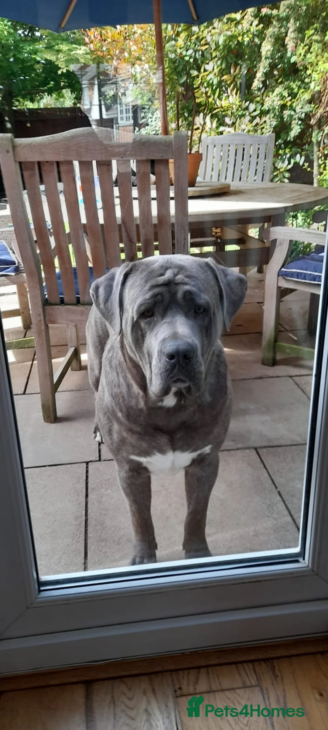 Cane Corso dogs for stud: Proven Cane Corso for stud in Leicester - Advert 14