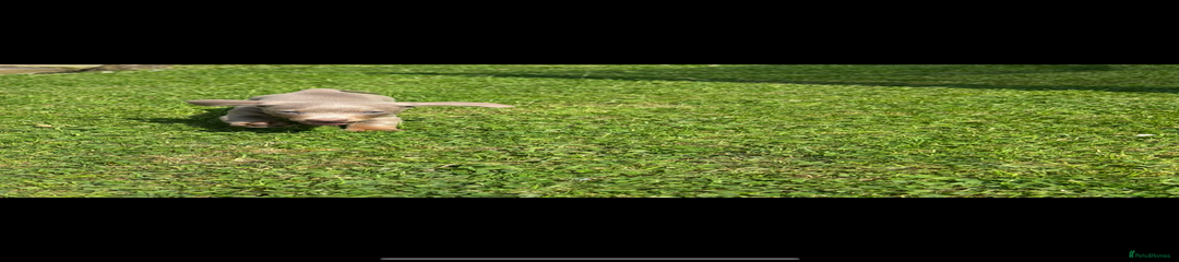 Miniature Dachshund Puppy 2