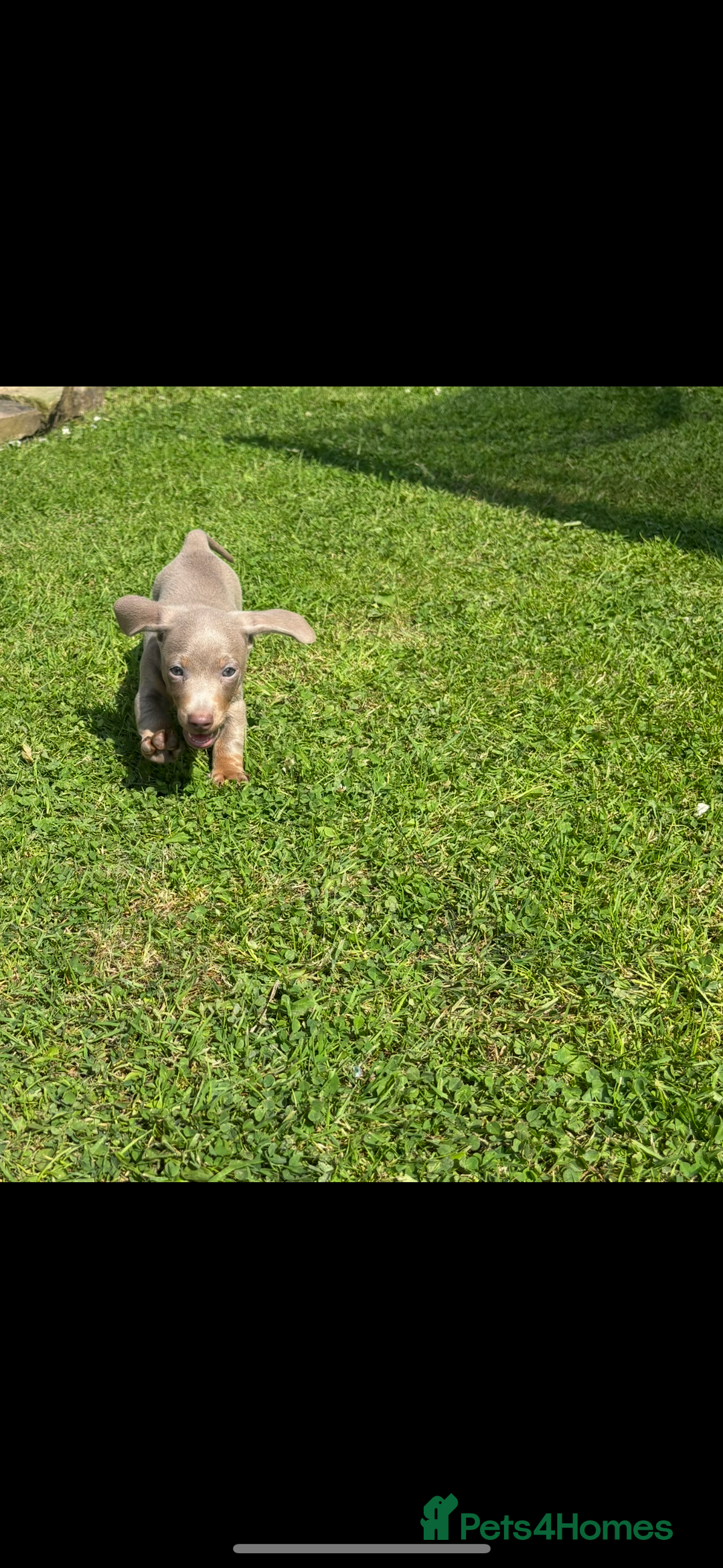 Miniature Dachshund dogs for sale: ❤️❤️Miniature dachshund ❤️❤️ - Image 6