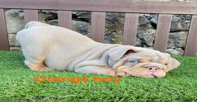 English Bulldog dogs - Advert 5