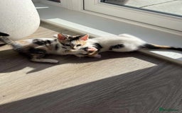 Mixed Breed cats for sale: Cute mixed Bengal kittens  - Image 2