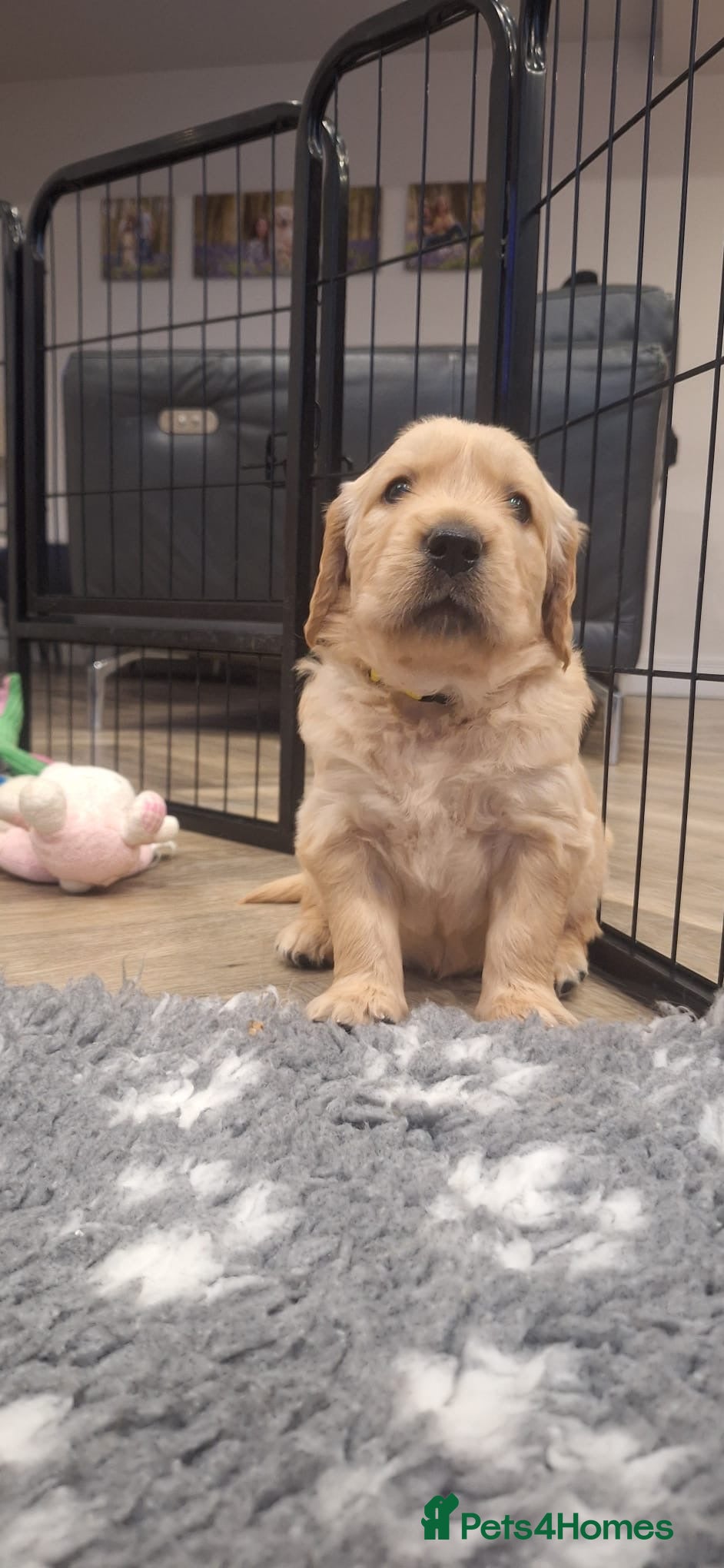 Golden Retriever dogs Gorgeous litter of Goldens - Advert 2