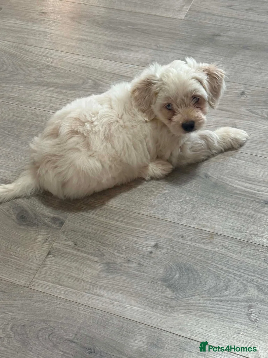 Bichon Frise dogs for sale: Puppies with blue eyes  in Norwich - Advert 2
