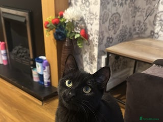 Mixed Breed cats Mother & Son - Advert 1