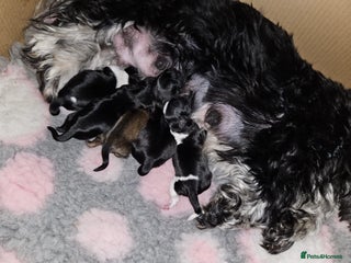 Shih Tzu dogs Shih tzu puppies - Advert 1