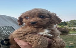 Cockapoo dogs for sale: Cockapoo Puppies Health Guarantee Licensed breeder - Image 1