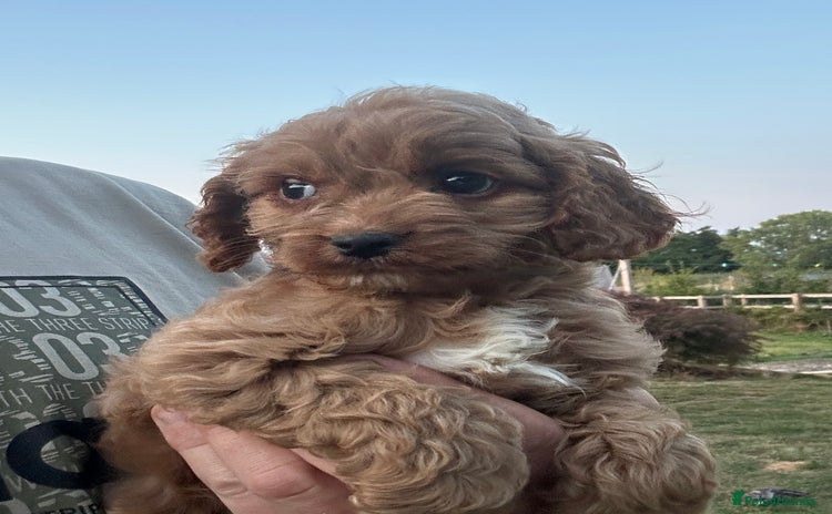 Cockapoo dogs - Advert 1