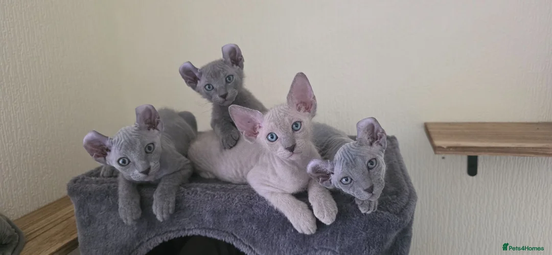 Sphynx cats for sale: Sphynx Elf & Peterbald Kittens - Advert 7