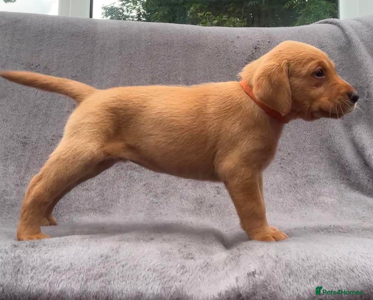 Labrador Retriever dogs working line Labrador retriever  - Advert 1