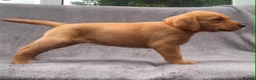 Labrador Retriever dogs for sale: working line Labrador retriever  - Advert 1
