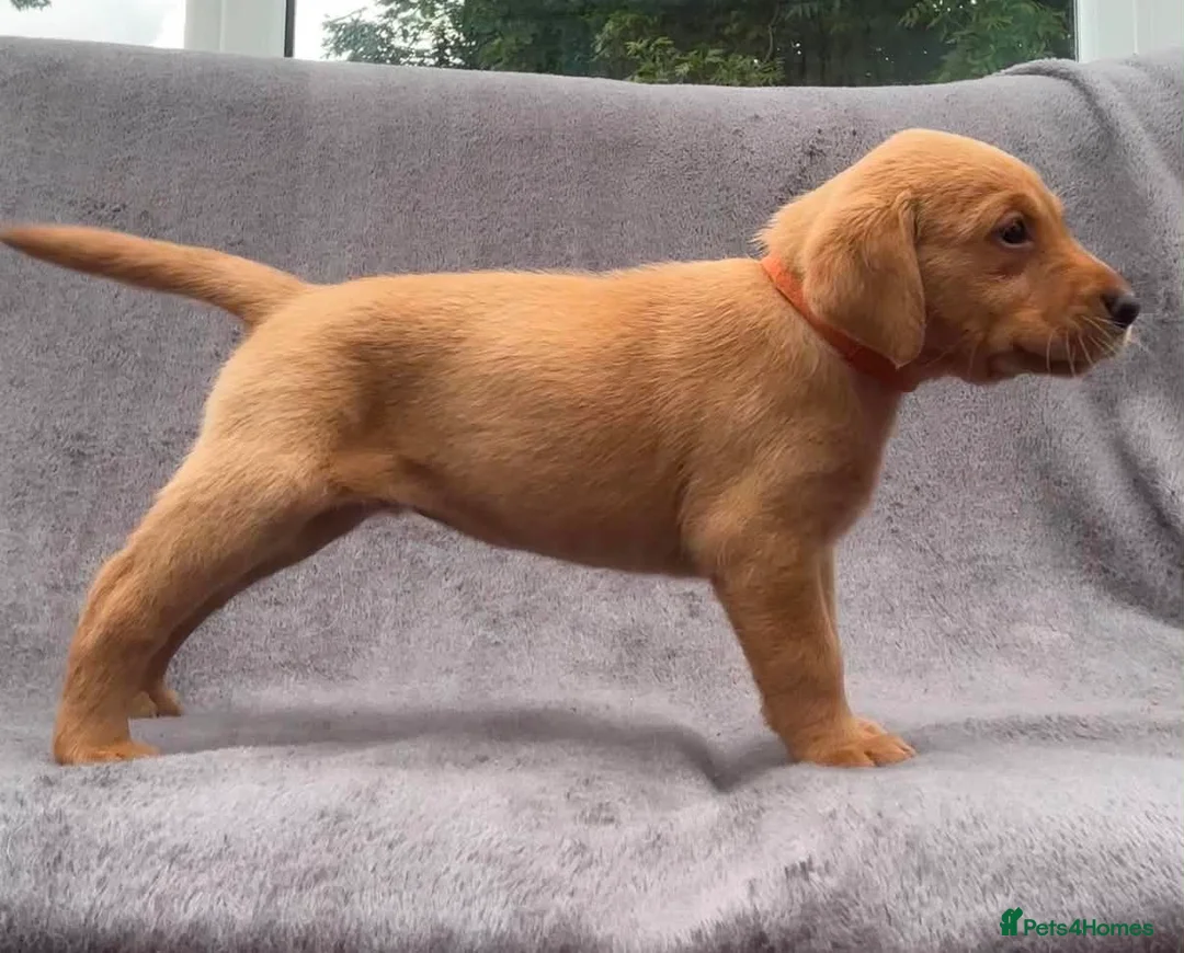 Labrador Retriever dogs for sale: working line Labrador retriever  - Advert 1