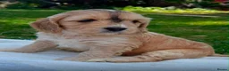Cockapoo dogs for sale: 6 Beautiful Cockerpoos Puppies  - Advert 22