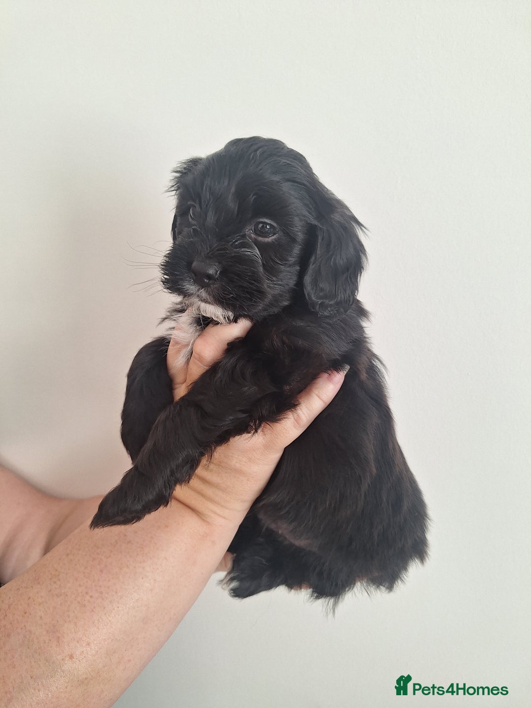 Shihpoo dogs for sale: Shihpoo puppies for sale - Image 4