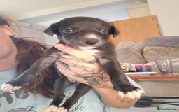 Whippet dogs for sale: Whippet  - Image 15
