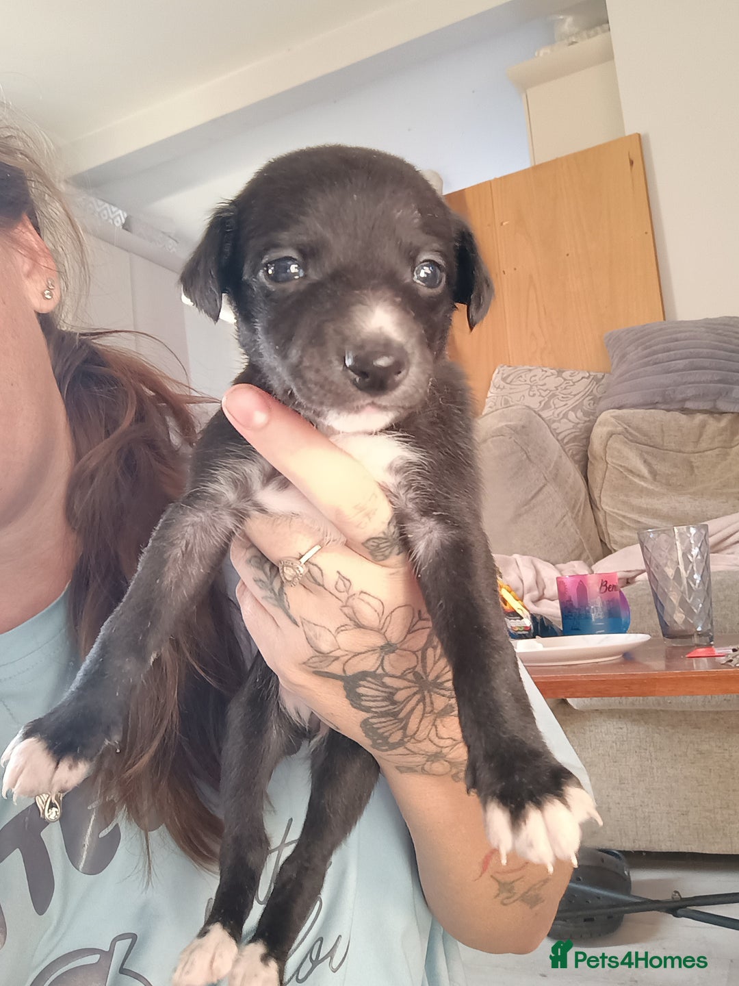 Whippet dogs for sale: Whippet  - Image 15