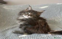 Maine Coon cats for sale: 5 tica registered mainecoon kittens  - Image 4