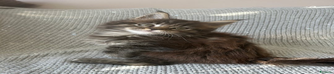 Maine Coon Kitten 5