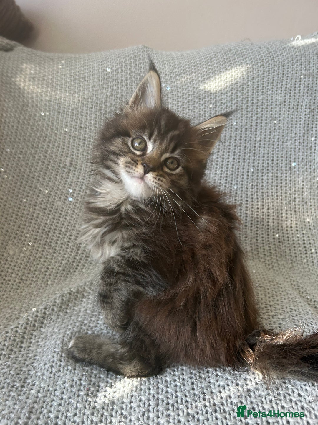 Maine Coon cats for sale: 5 tica registered mainecoon kittens  - Image 4