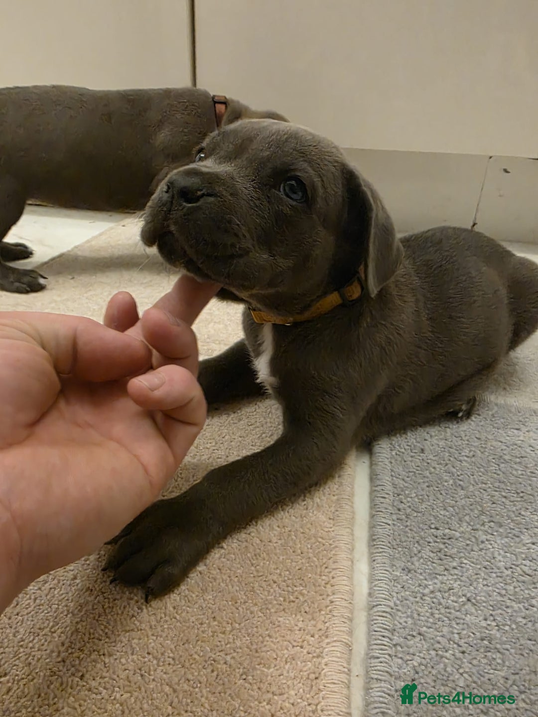 Cane Corso dogs for sale: Ready to leave blue cane corso puppies - Advert 18