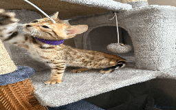 Bengal cats for sale: 🐾 Purebred Bengal Kittens for Sale 🐾 - Image 14