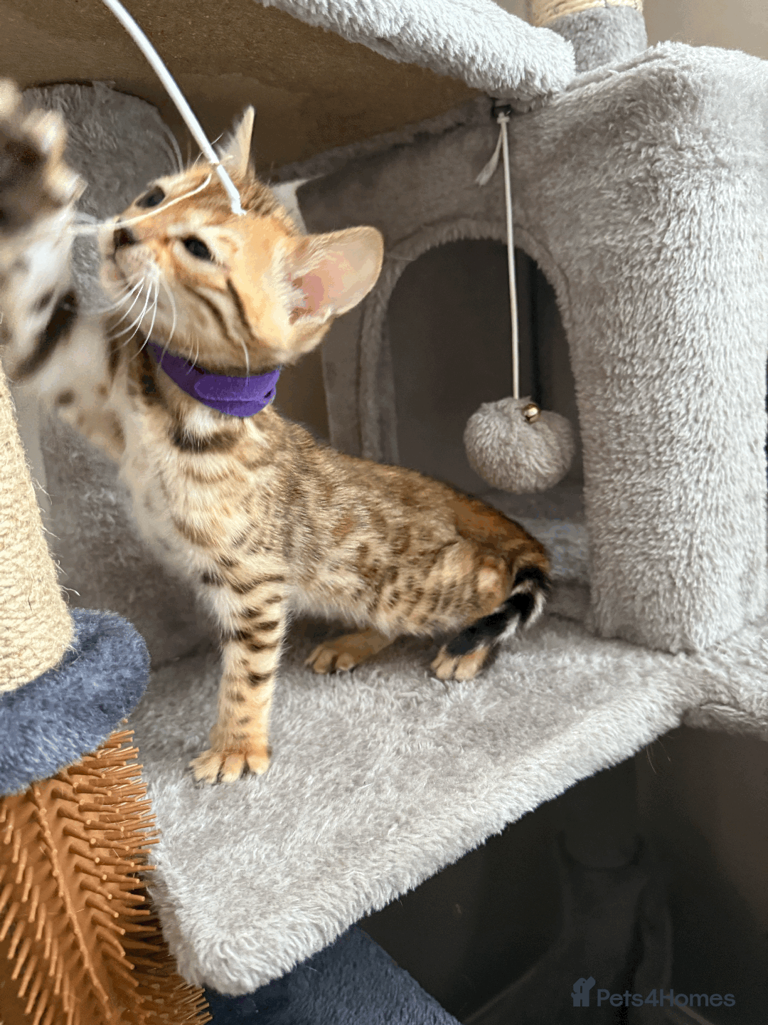 Bengal cats for sale: 🐾 Purebred Bengal Kittens for Sale 🐾 - Image 14