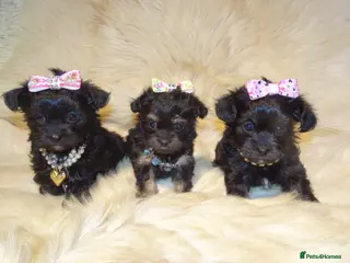 Mixed Breed dogs XXXXS Gorgeous Maltese X Chihuahua Malchi Puppies - Advert 1