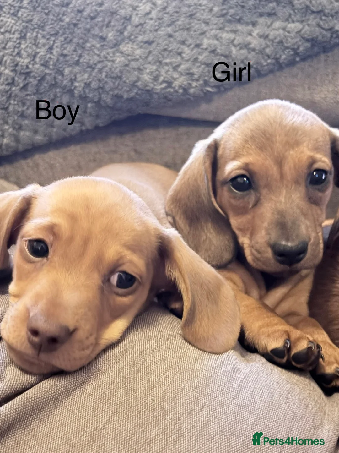 Miniature Dachshund dogs for sale: KC registered Miniature Smooth haired Dachshund  - Advert 2