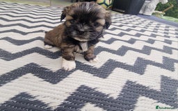 Shih Tzu dogs for sale: wonderful puppies  - Image 8