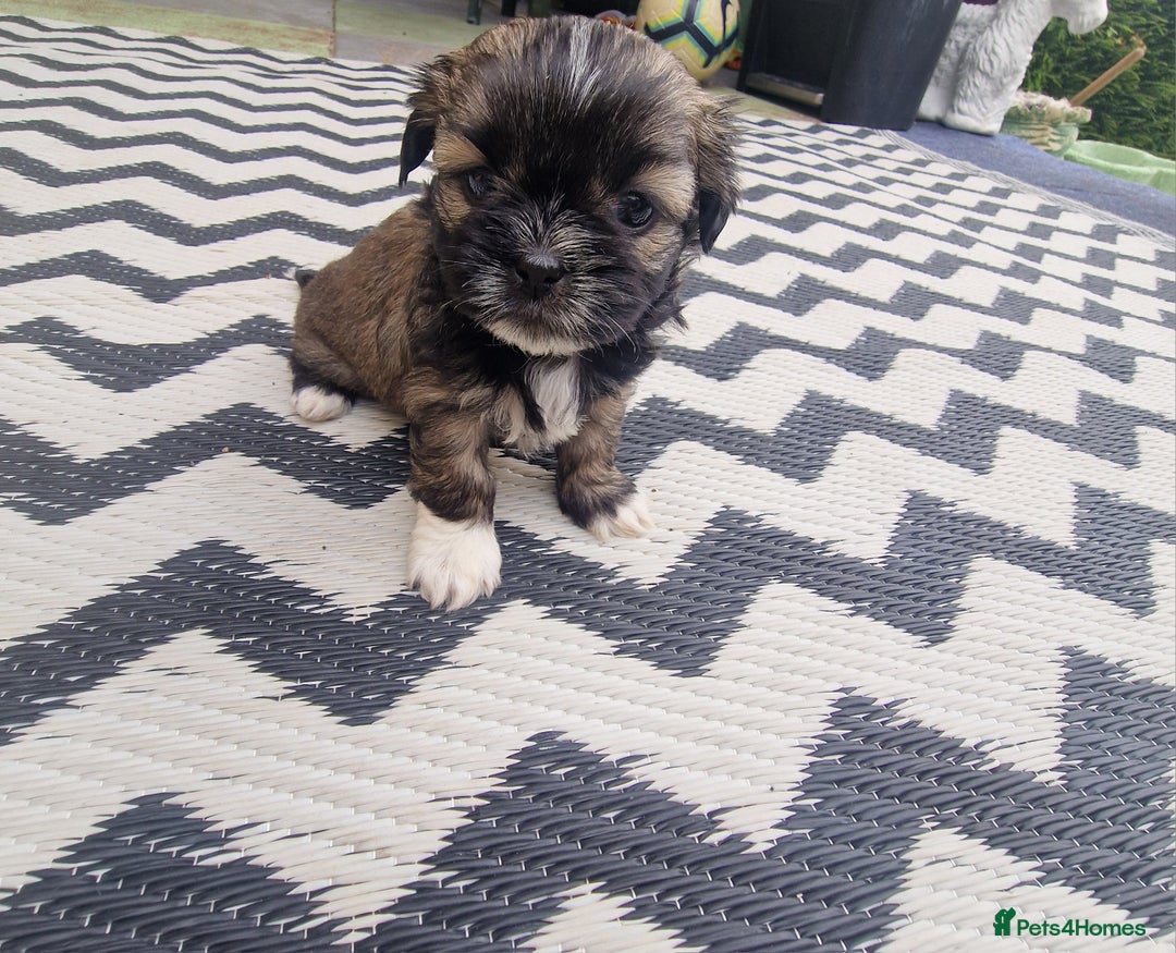 Shih Tzu dogs for sale: wonderful puppies  - Image 8