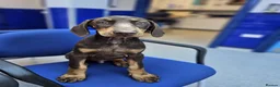 Dobermann dogs for sale: 💝🐾 Ready Now Chunky KC Registered pups 🐾 💝 - Advert 4