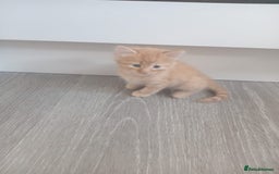 Mixed Breed cats for sale: Mixed breed Tabbies  - Image 4