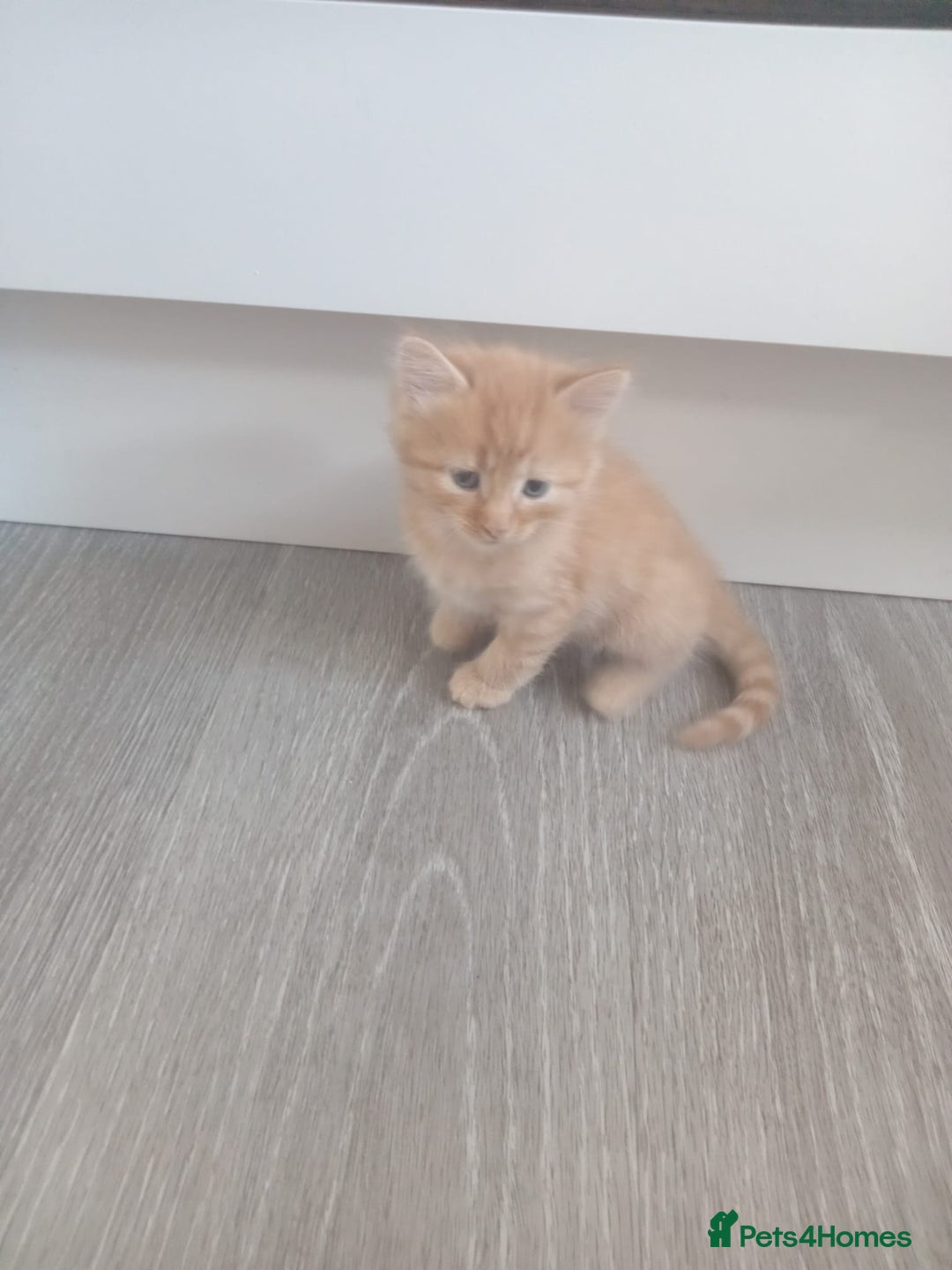 Mixed Breed cats for sale: Mixed breed Tabbies  - Image 4