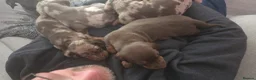 Dachshund dogs for sale: Gorgeous pedigree isabella & choc dapple dachshund - Advert 9