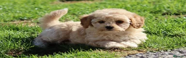 Cavapoochon 3