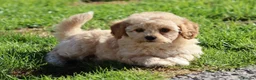 Cavapoochon dogs for sale: Beautiful Cavapoochon puppies for sale - Advert 16