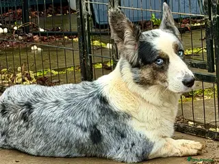 Welsh Corgi Pembroke dogs MICHAEL – Welsh Corgi Pembroke (Male) - Advert 1