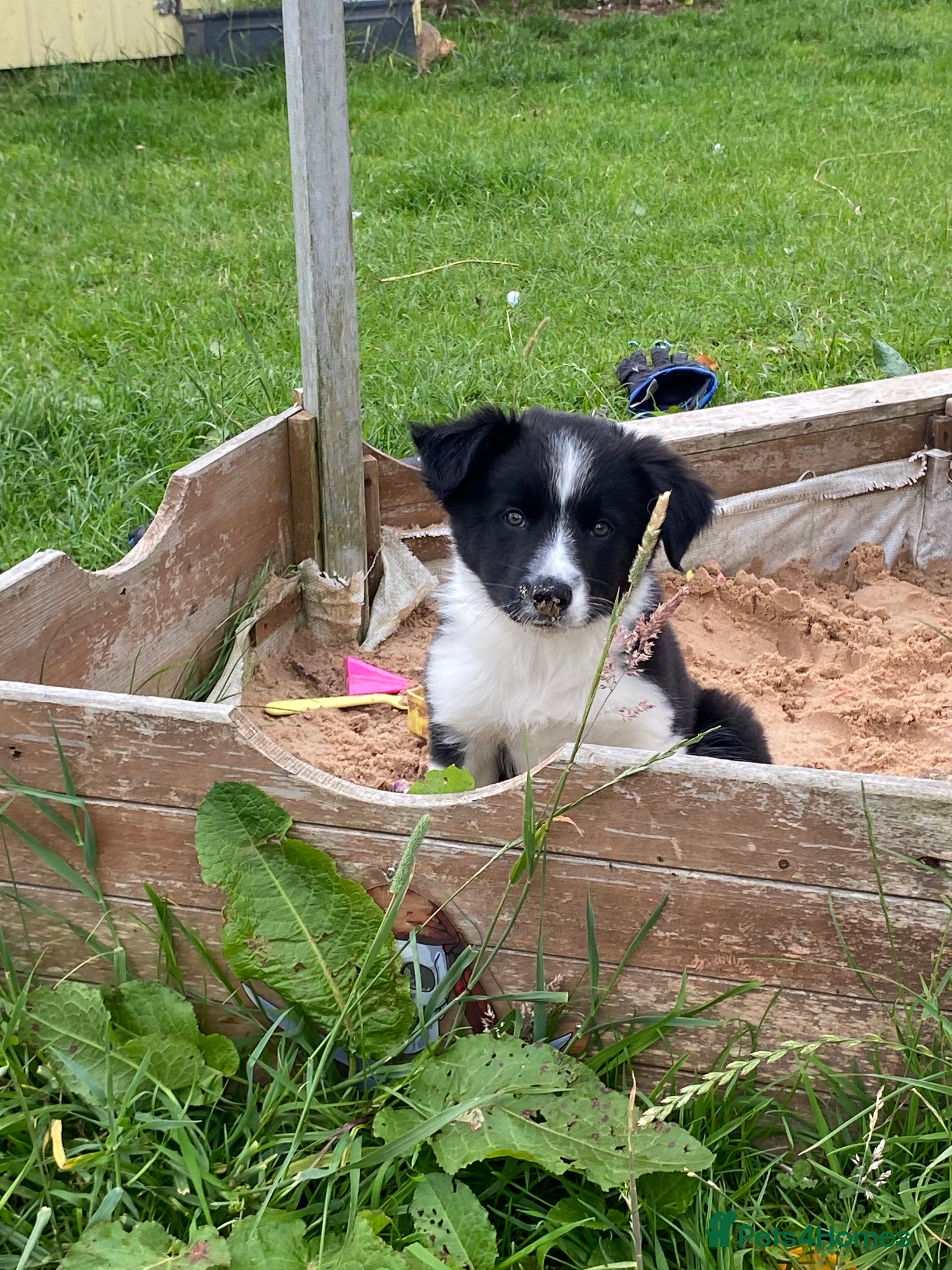 Border Collie dogs ***1 left***Border Collies Puppies - Advert 7