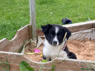 Border Collie dogs ***1 left***Border Collies Puppies - Advert 1