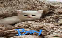 Mixed Breed cats for sale: 7 gorgeous cuties - Image 6