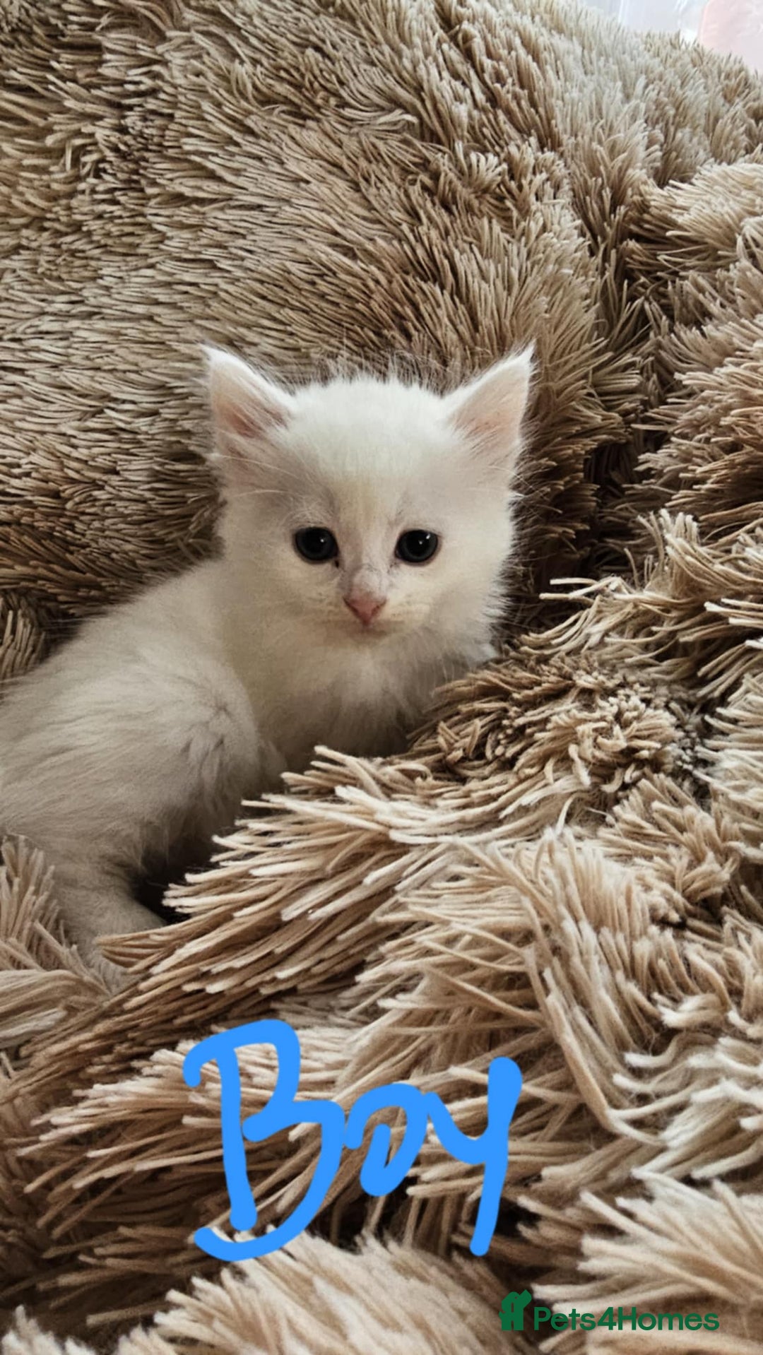 Mixed Breed cats for sale: 7 gorgeous cuties - Image 6