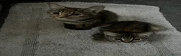 Mixed Breed cats for sale: Bengal cross kittens  - Advert 6