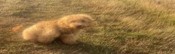 Goldendoodle dogs for sale: Cooper - Advert 4