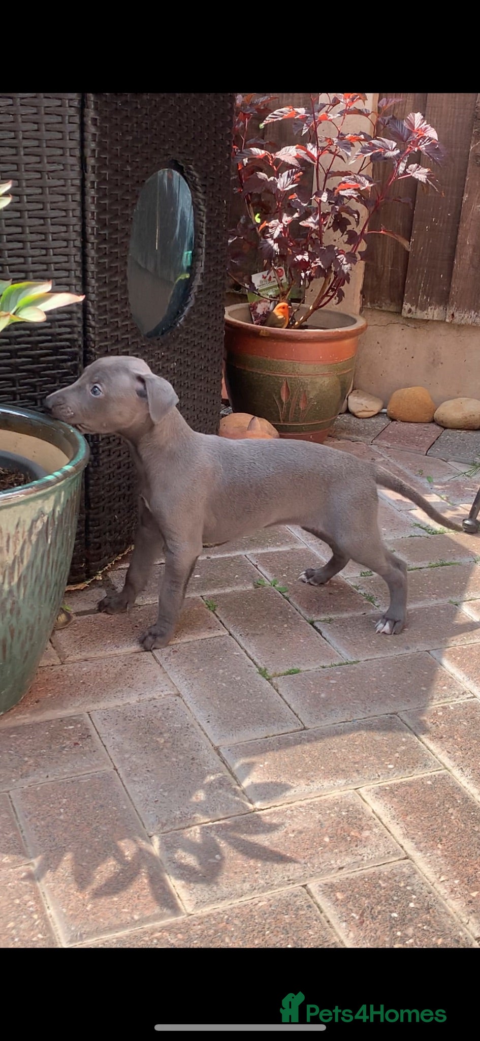 Whippet dogs Blue Kennel Club Registered Whippet pups - Advert 1