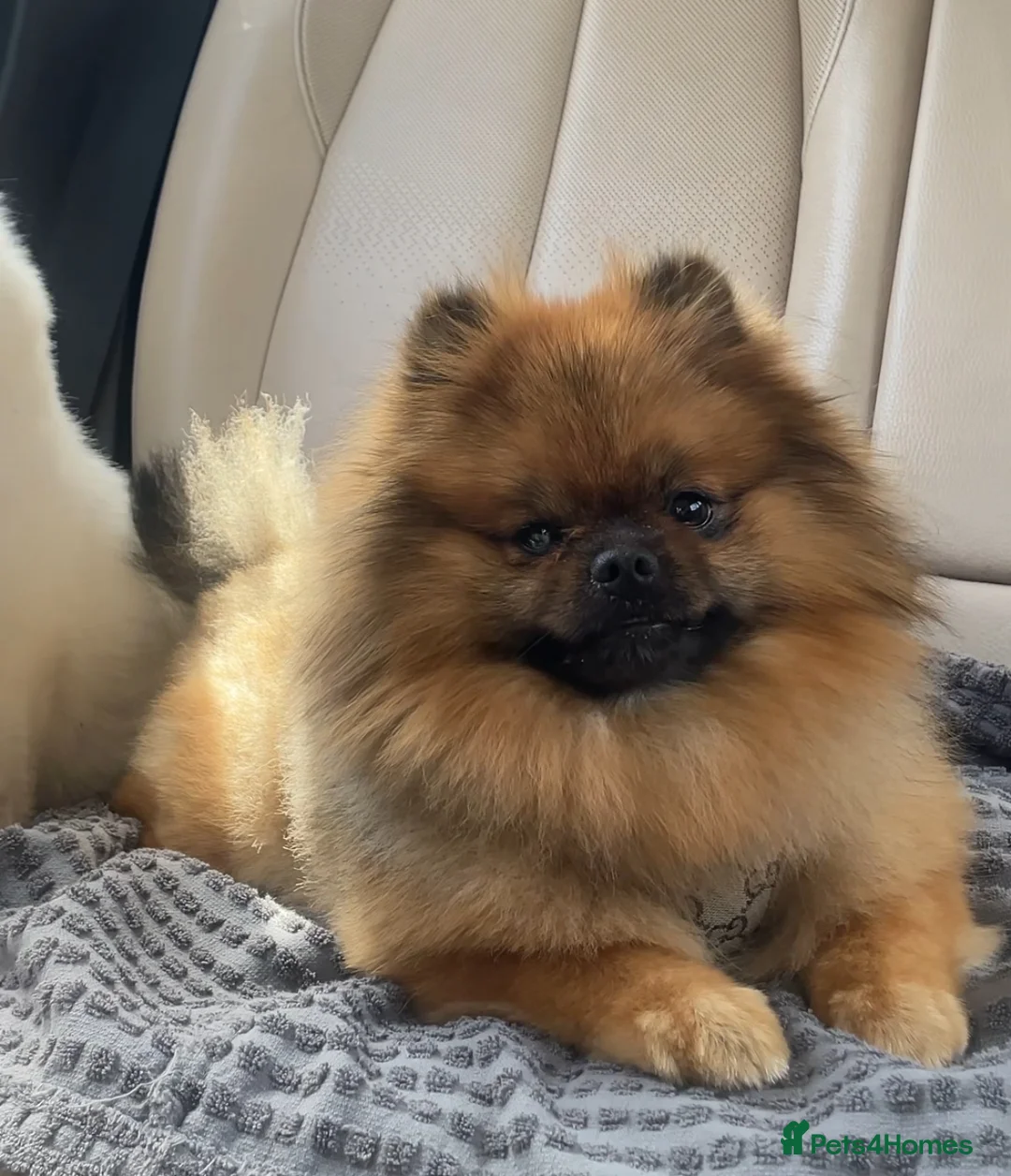 Pomeranian dogs for sale: Girl and boy Pomeranian in Liverpool - Advert 4
