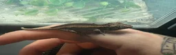 Gecko reptiles for sale: Mix gargle gecko babies  in Wigan - Advert 11