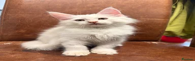 Jasper 